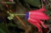 Passiflora edmundoi